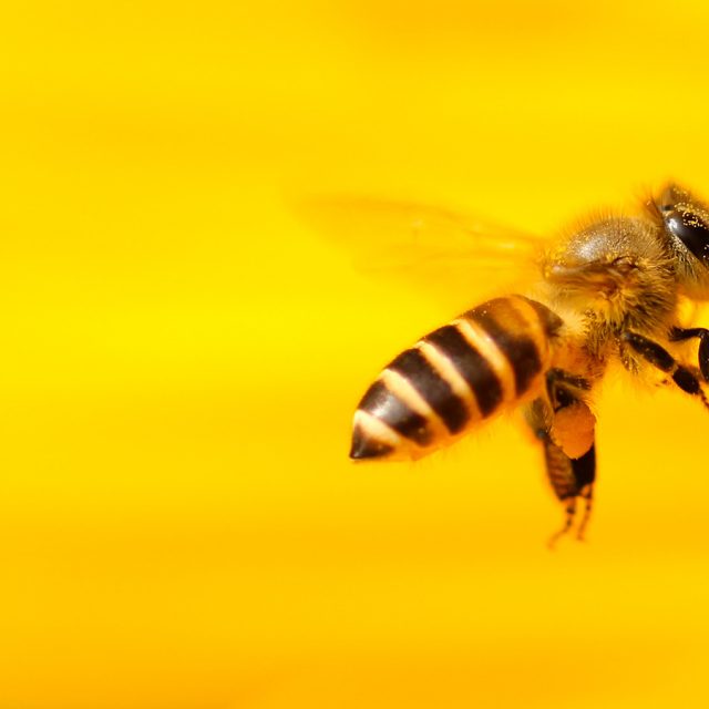 Bees Rural Australia